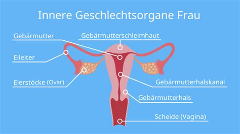 scharmlippen fotos|Schamlippen: Vielfalt und Bedeutung im Kontext der weiblichen .